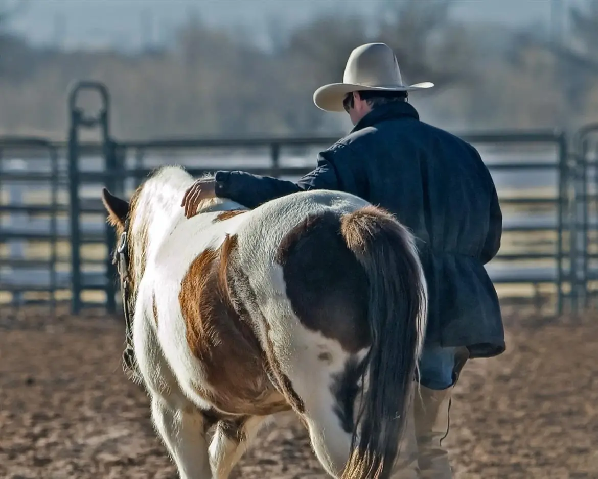 Monta western, per una cavalcata da film