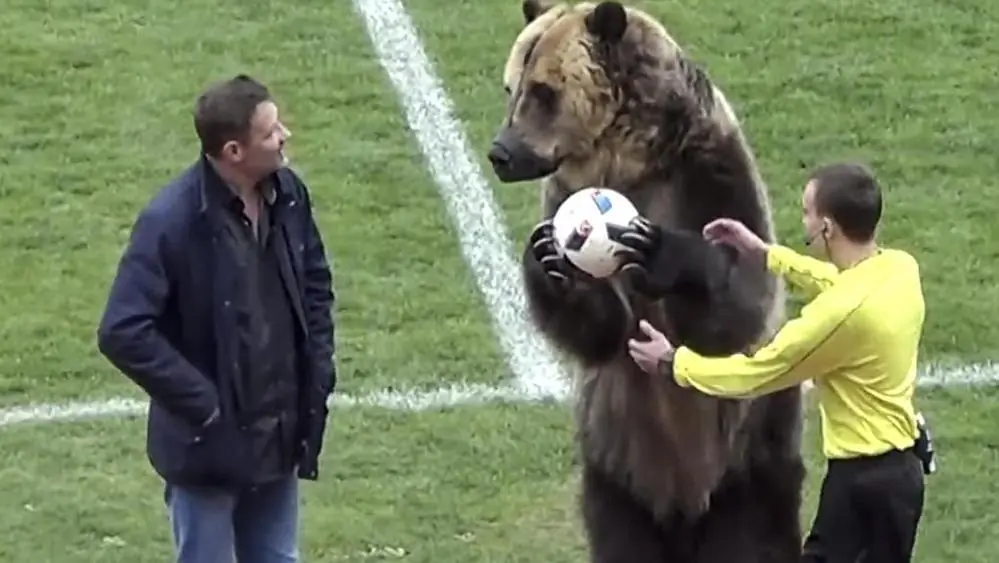 Mondiali 2018, un orso consegna la palla