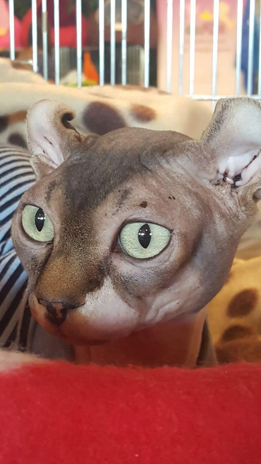 Gatto nudo con le orecchie piegate e... Le razze "inedite"