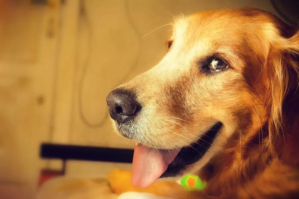 Cuore più sano con un pet