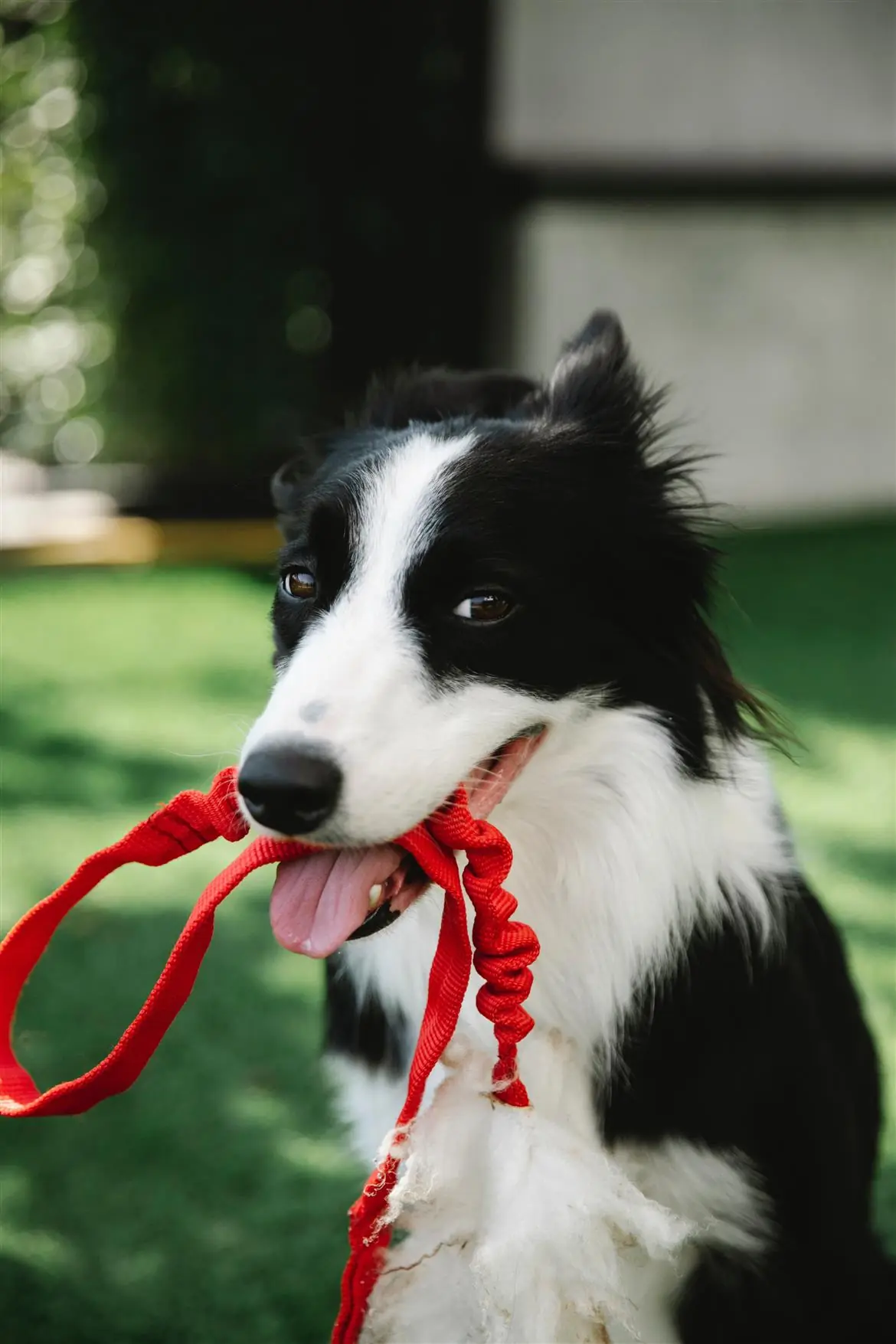 A Milano la giornata nazionale dei cani guida
