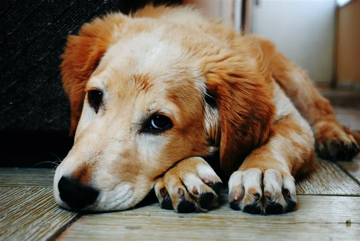 Cane sfugge al dogsitter e finisce sotto il tram
