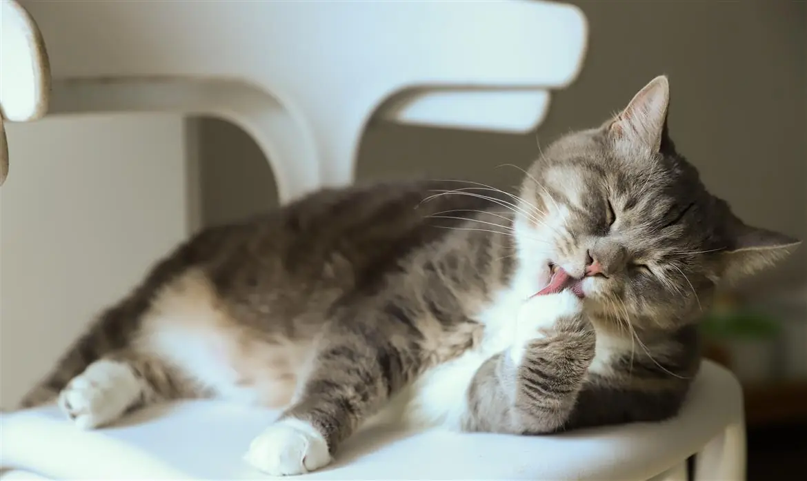 Il gatto sta male, un'app misura il livello di dolore