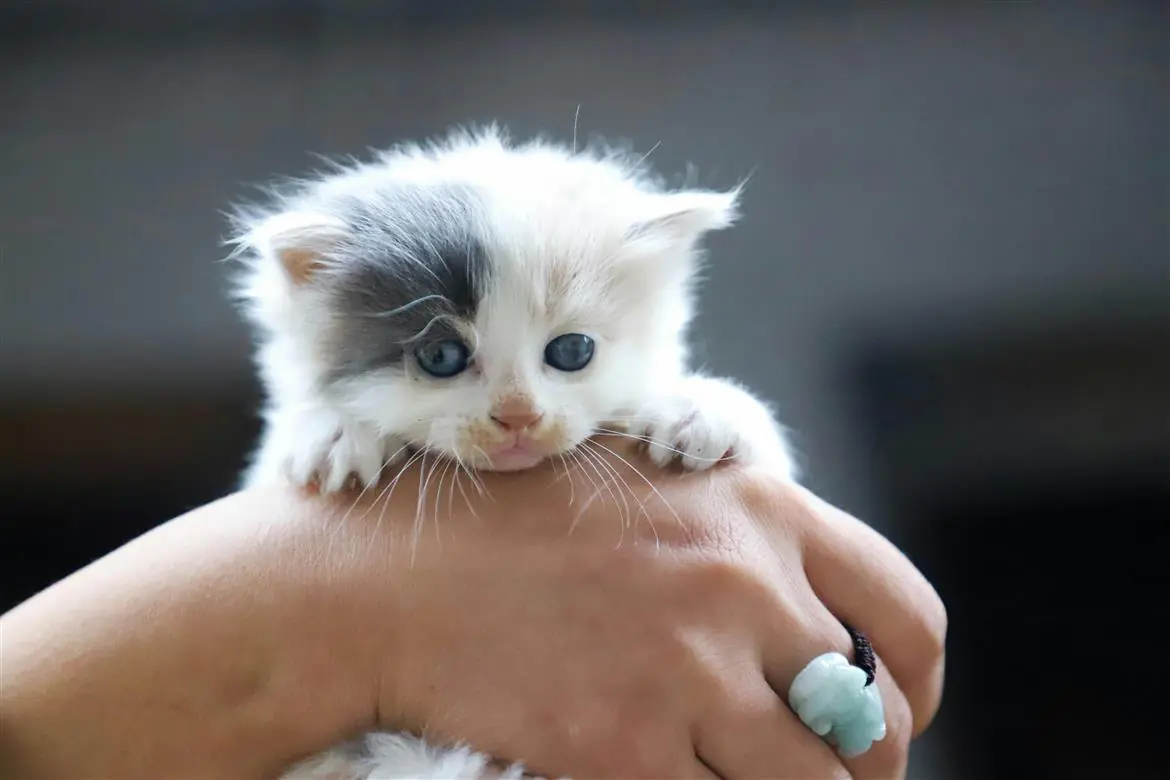 Gatta e gattini, un mondo da scoprire