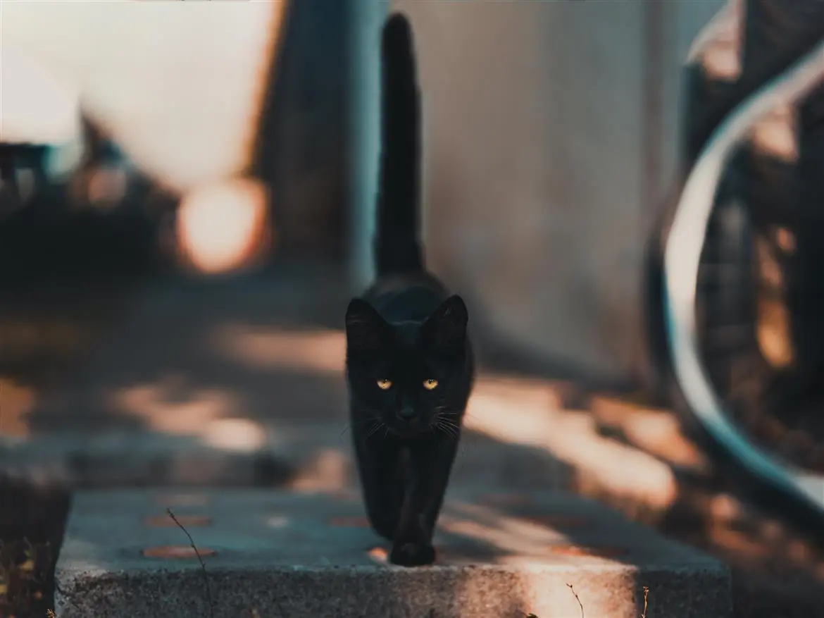 Giornata del gatto nero