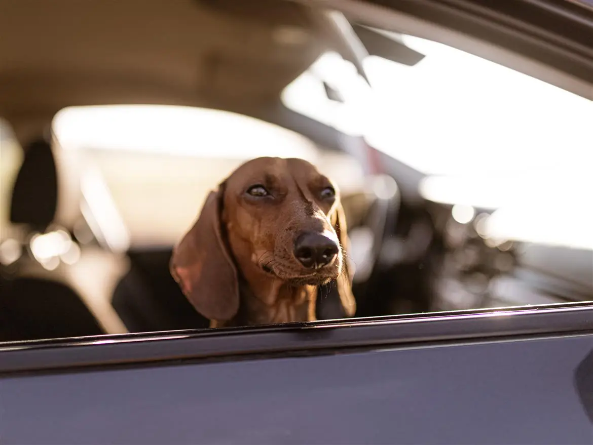Cane anziano lasciato sul taxi con un biglietto