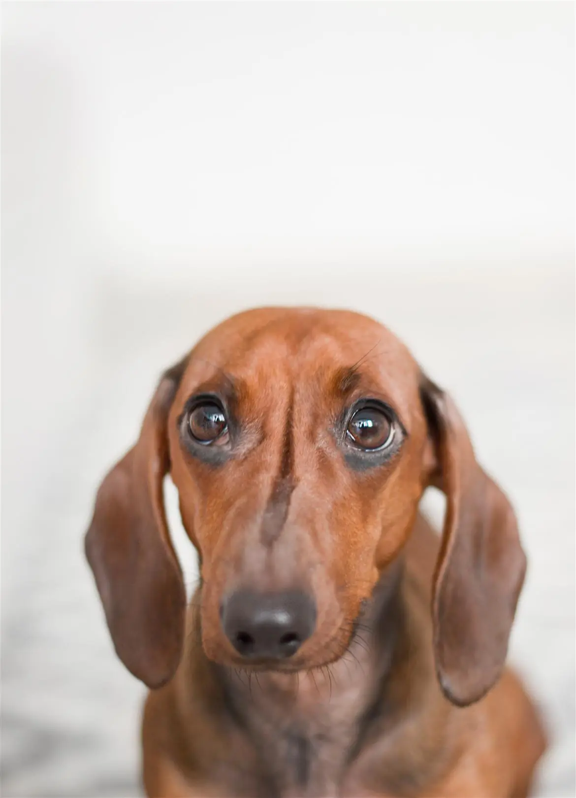 Il cane evita lo sguardo