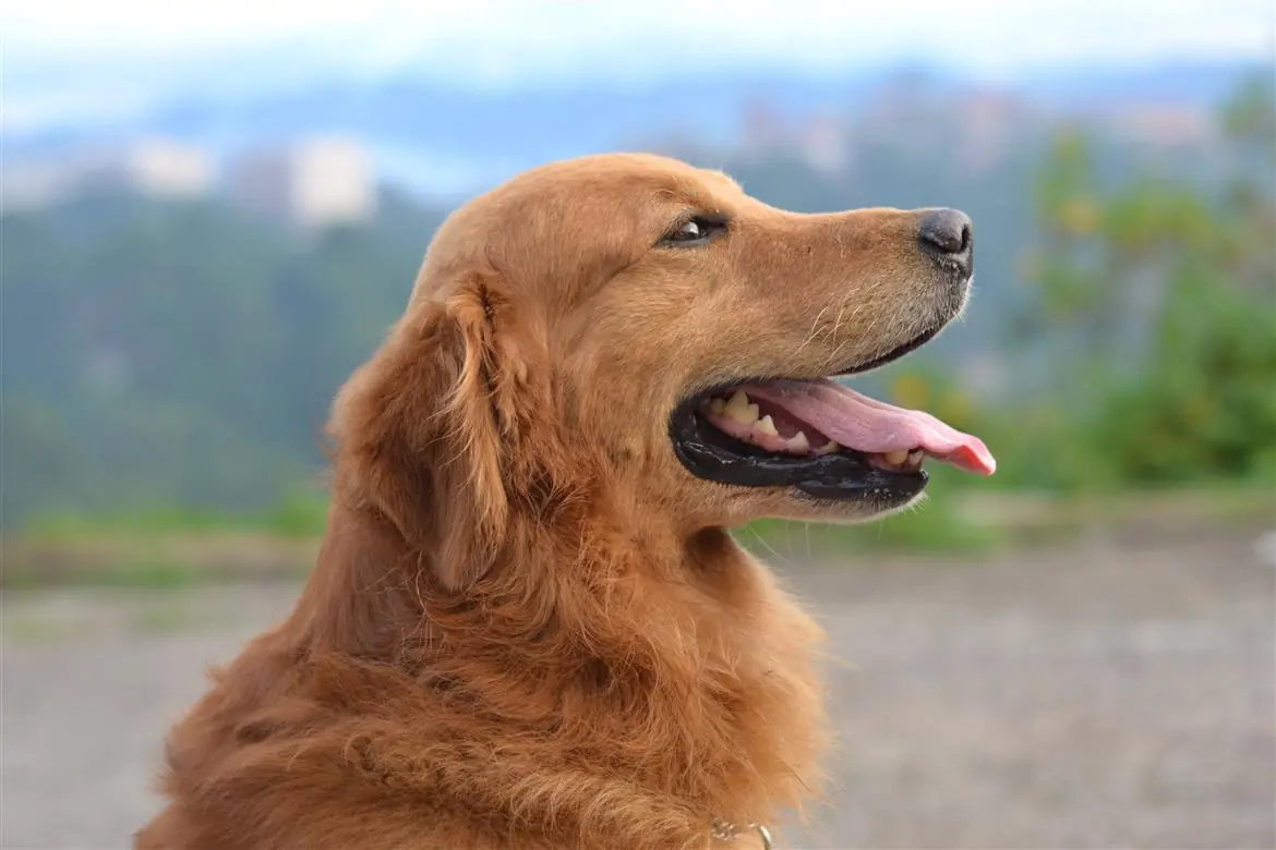 Bimba scomparsa, dormiva col suo cane