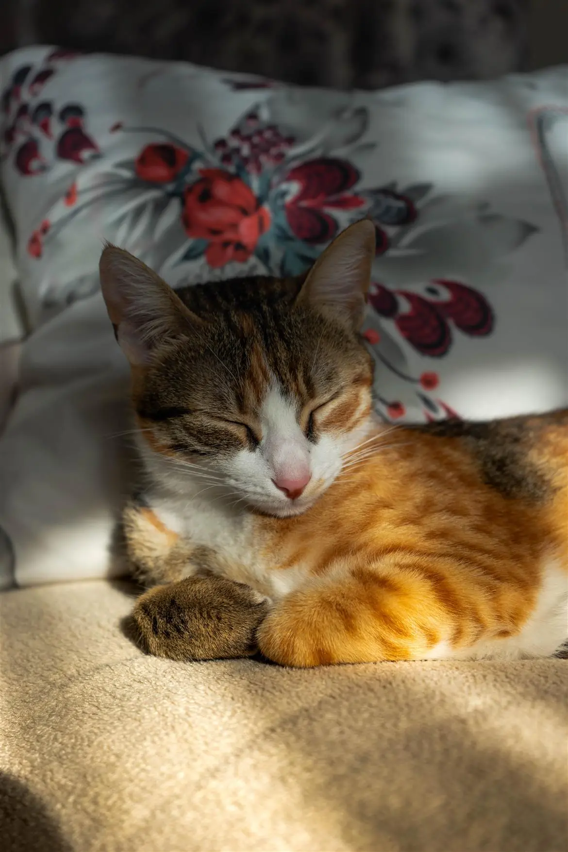 Drew Barrymore ha adottato i suoi 4 gatti in rifugi per animali