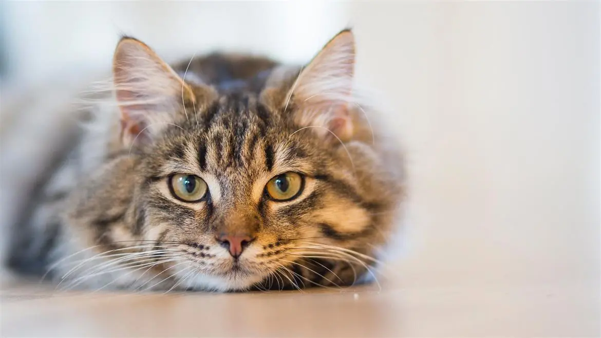 È veneto il gatto più bello d'Europa