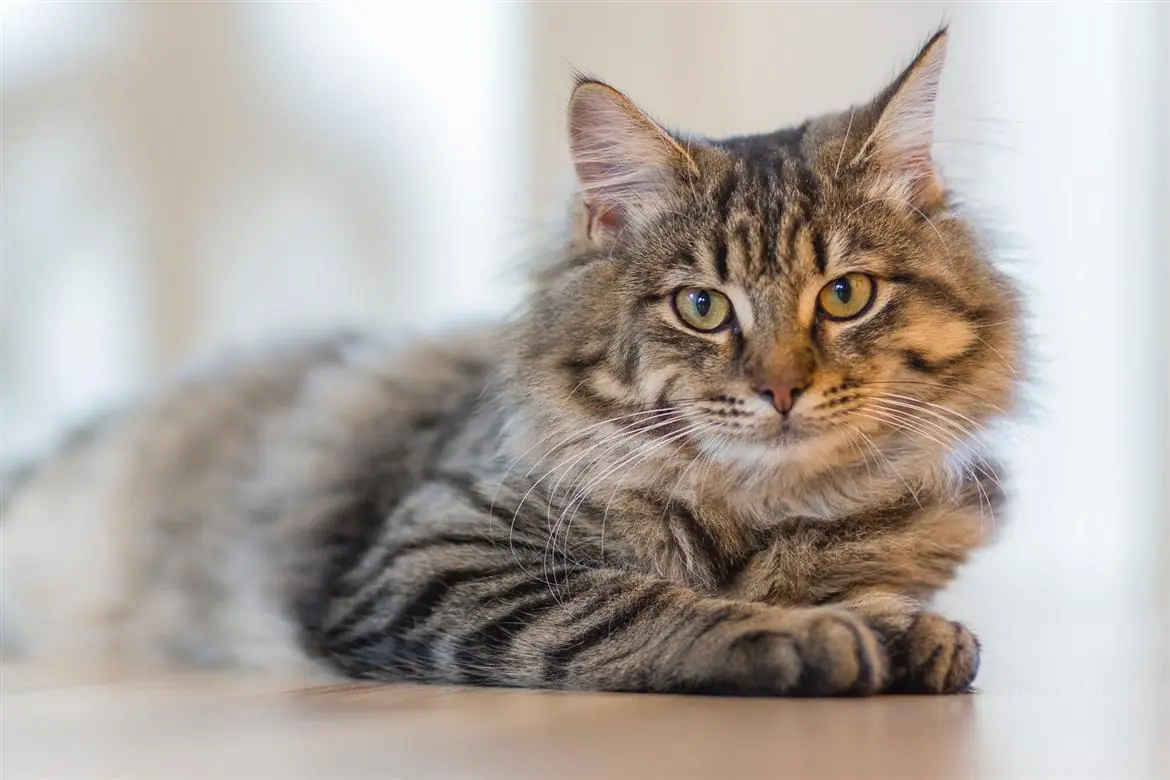 Il gatto Duke conforta i passeggeri