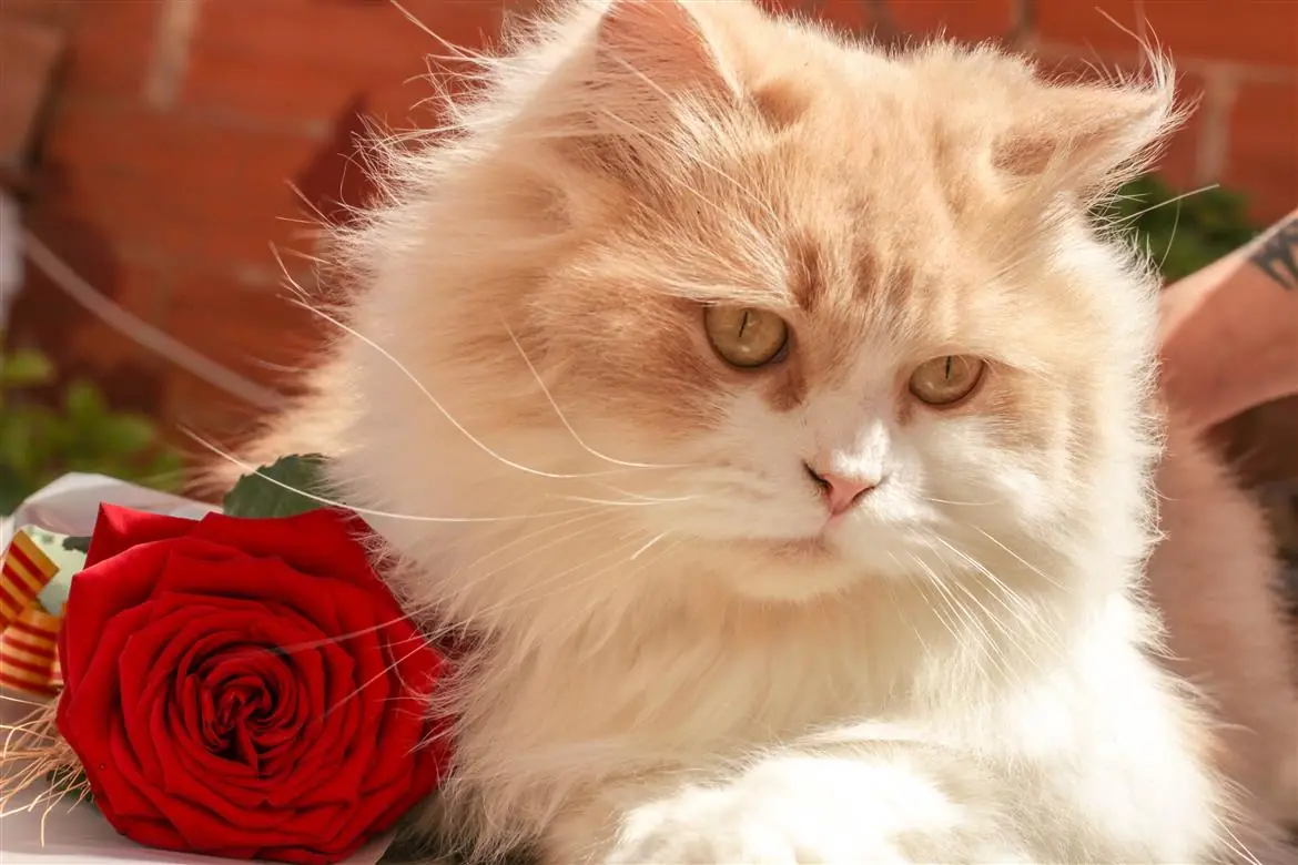 Si chiama Leonardo il gatto più bello del mondo