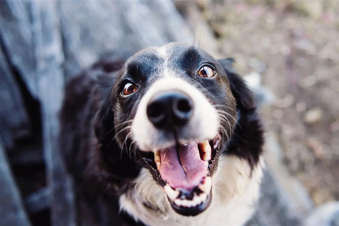 Cane alcolizzato dal padrone