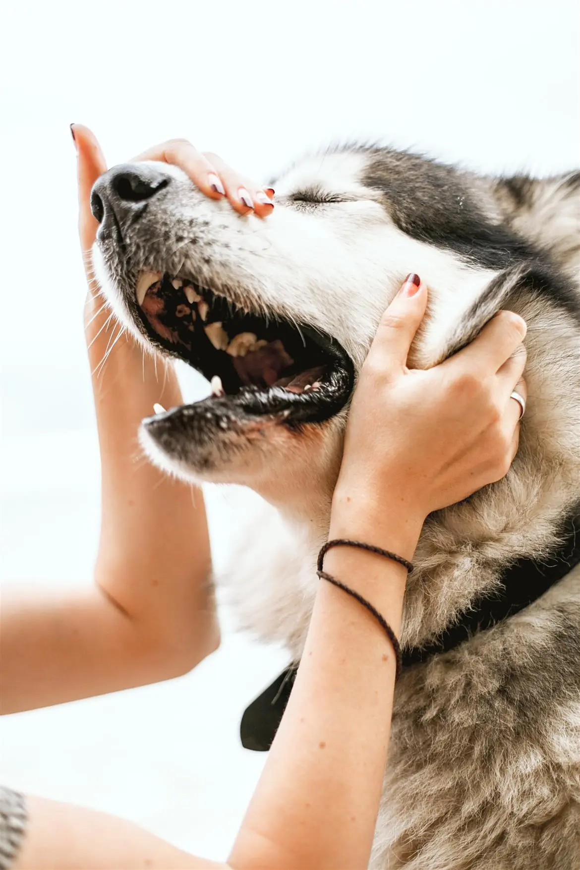 A Limbiate un nuovo centro per cani