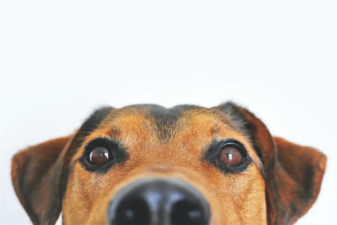 I cani intelligenti pensano come gli umani