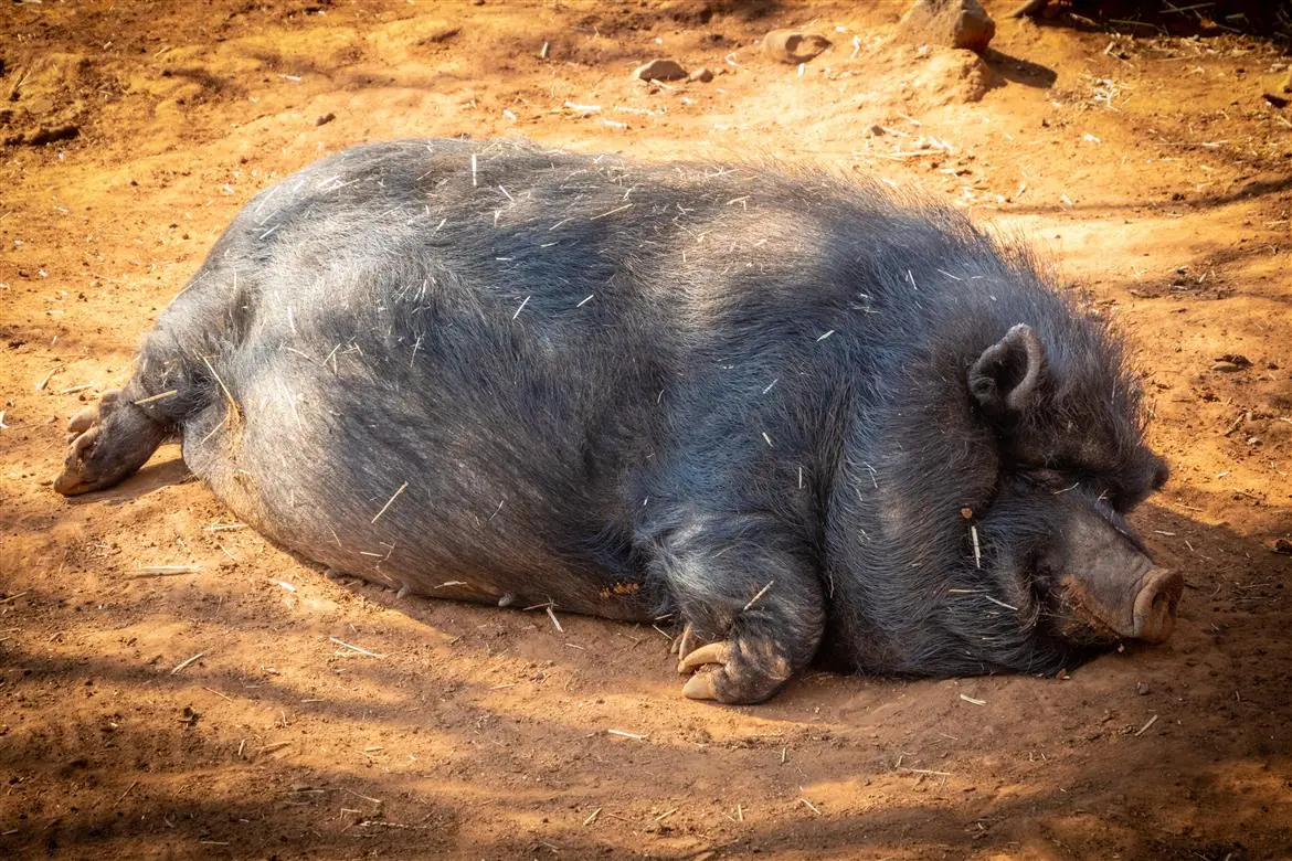 Qui accogliamo gli animali che hanno subito abusi