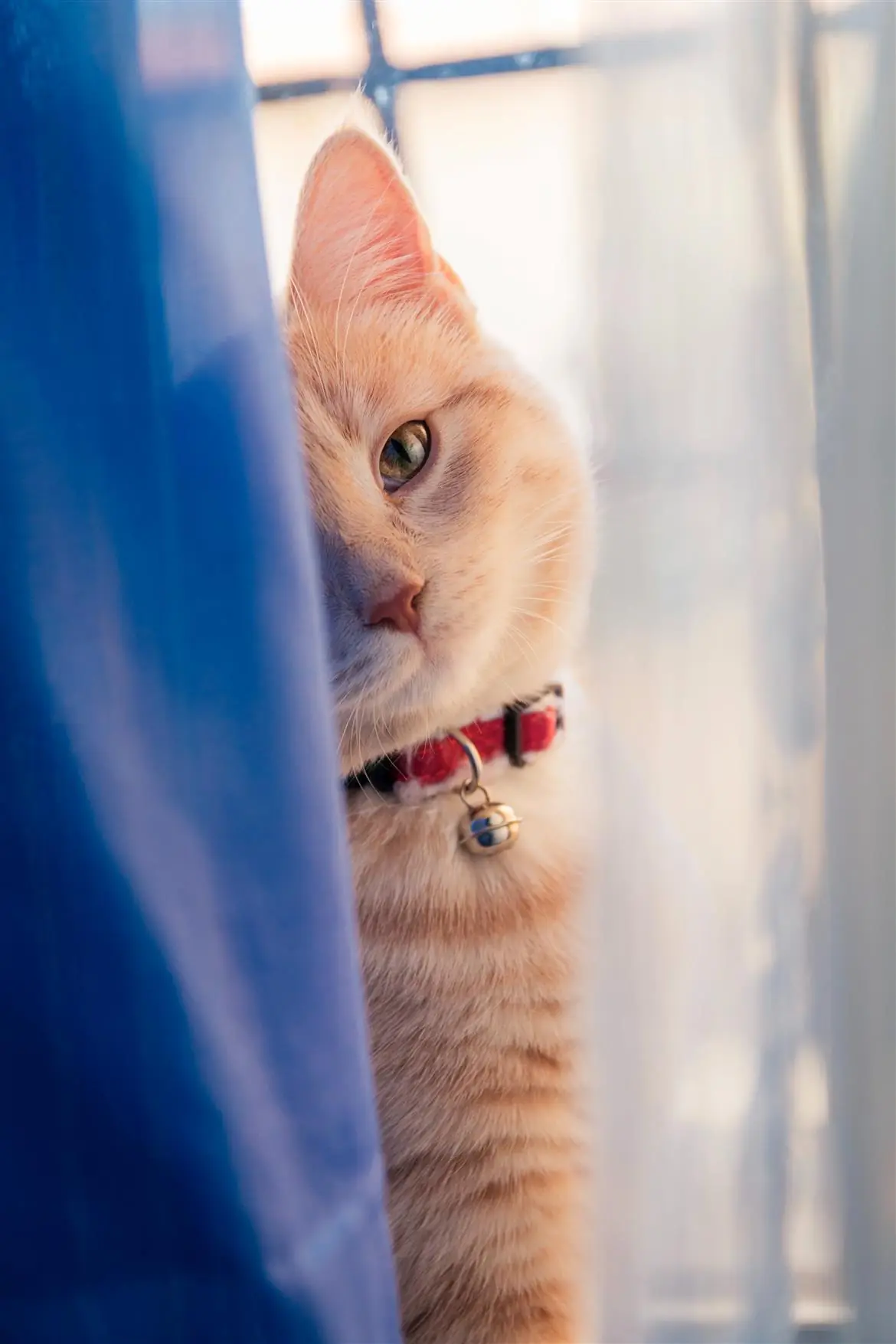 I gatti ci vogliono bene?