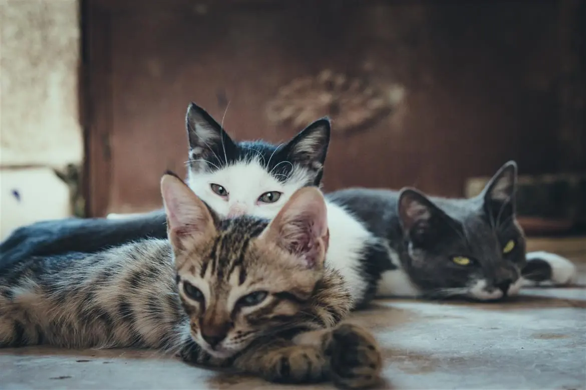 Bonus animali domestici 2024