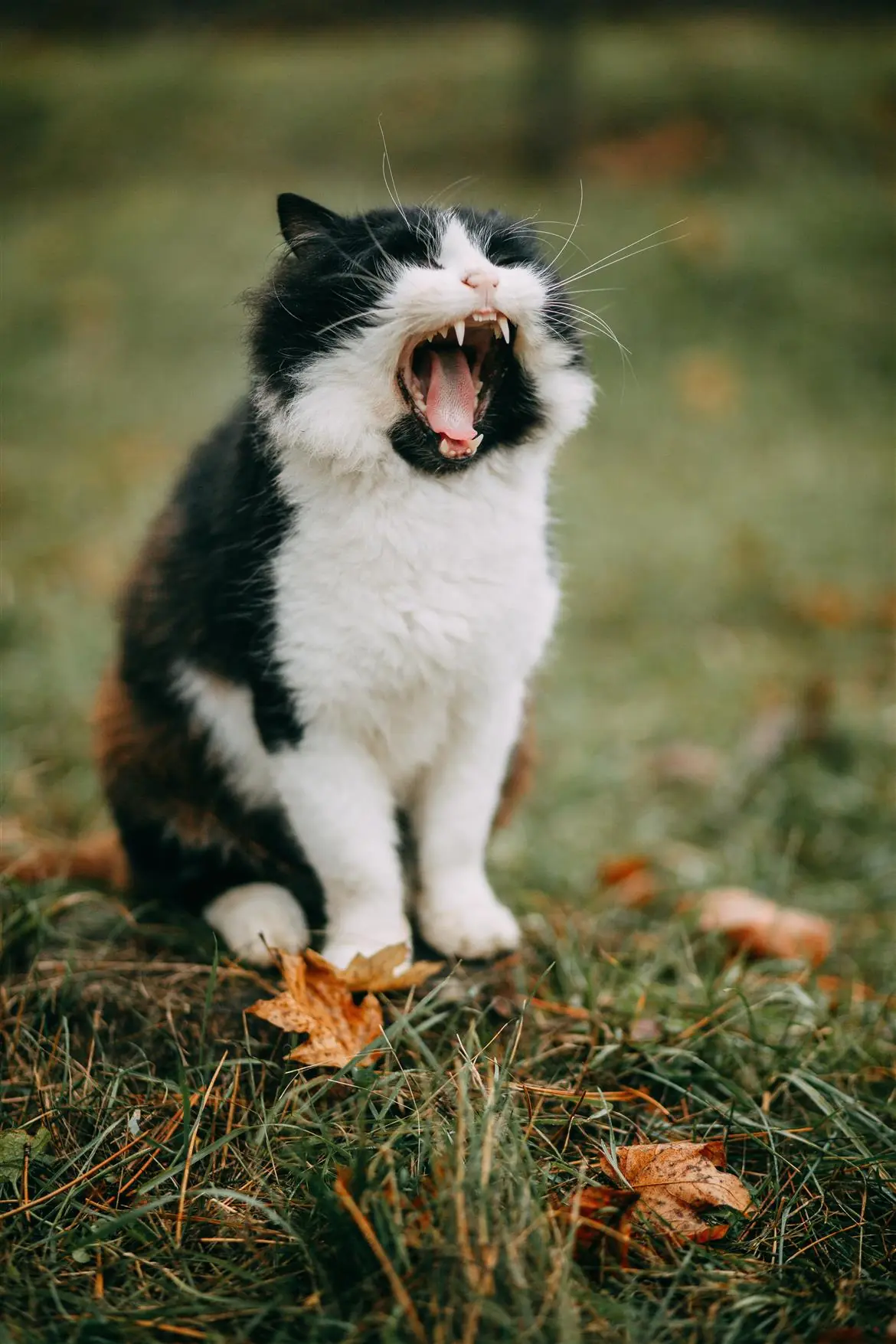 Lo spazzolino elettrico che piace ai gatti