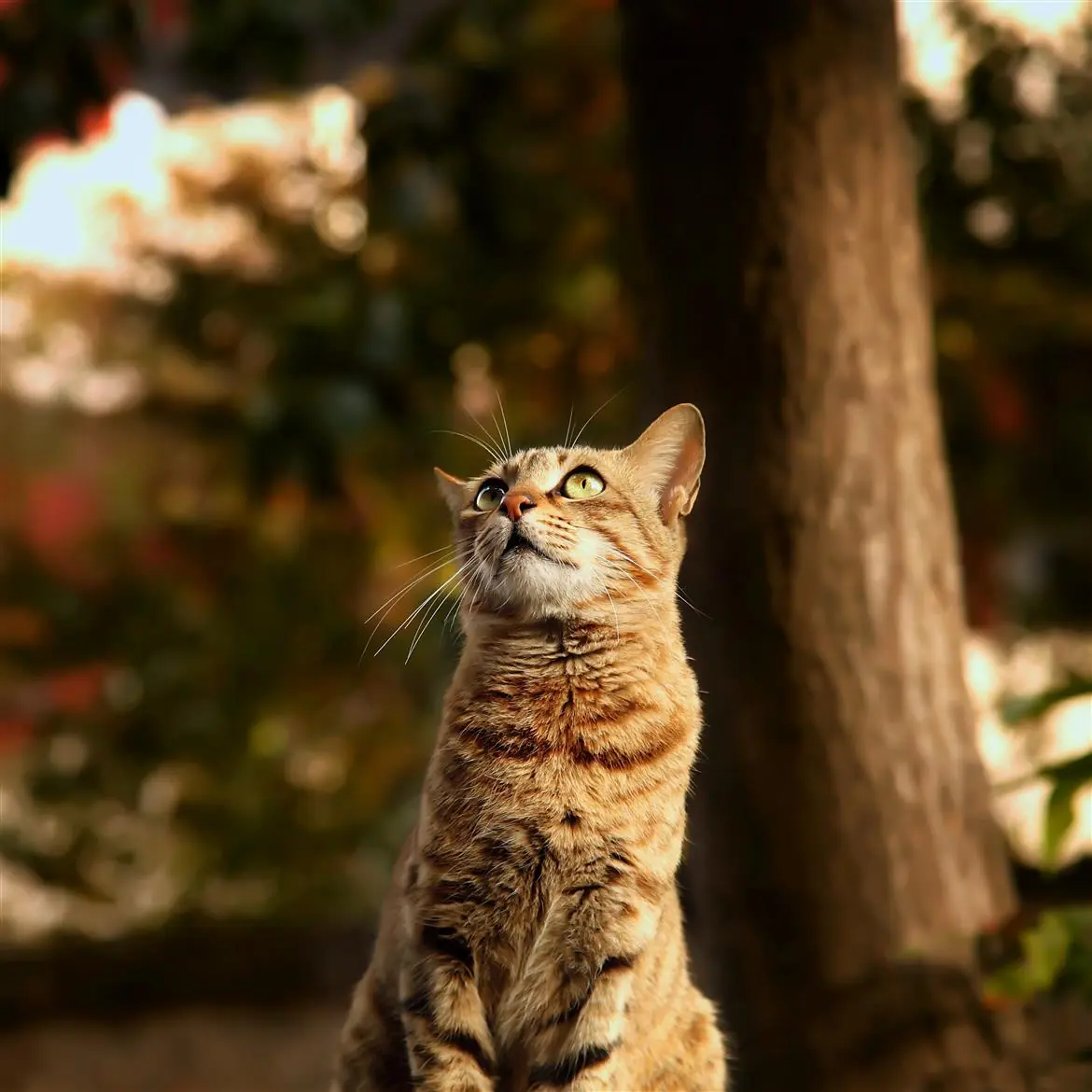 Cerca i gatti con il drone per lavoro
