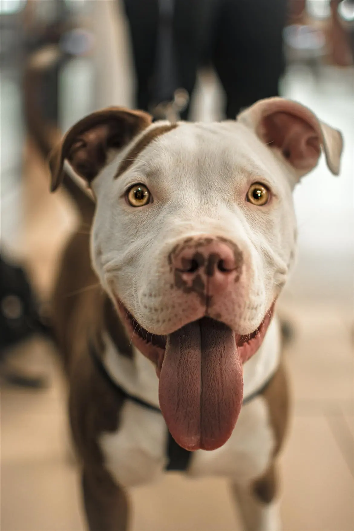 New York, famiglia ritrova il suo cane smarrito a un evento di adozioni