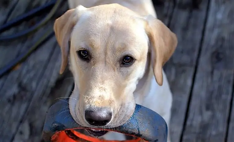 Il cane? Intelligenza fenomenale