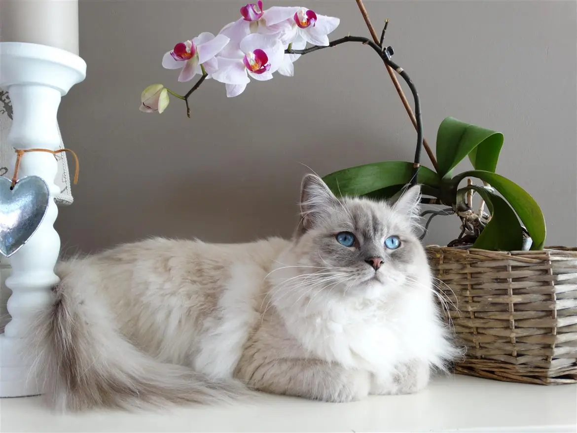 Conoscete il gatto più morbido del mondo?