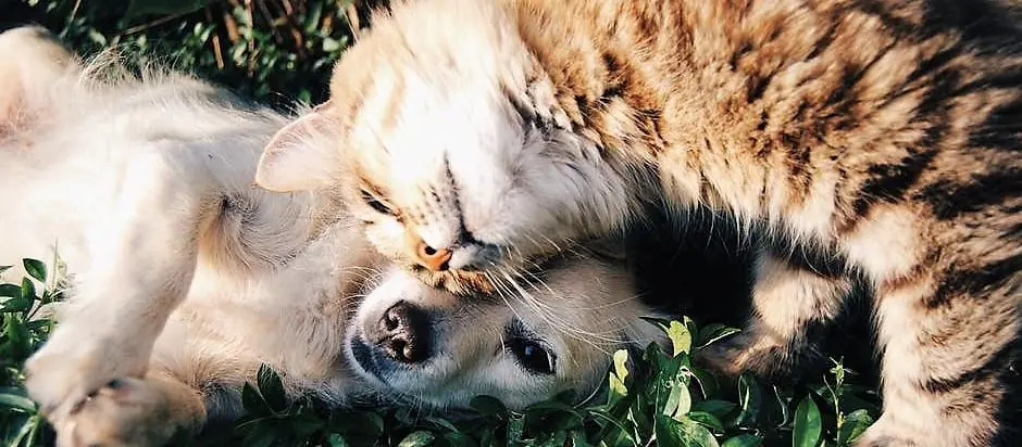 Buona Pasqua a tutti... con una bella notizia per voi