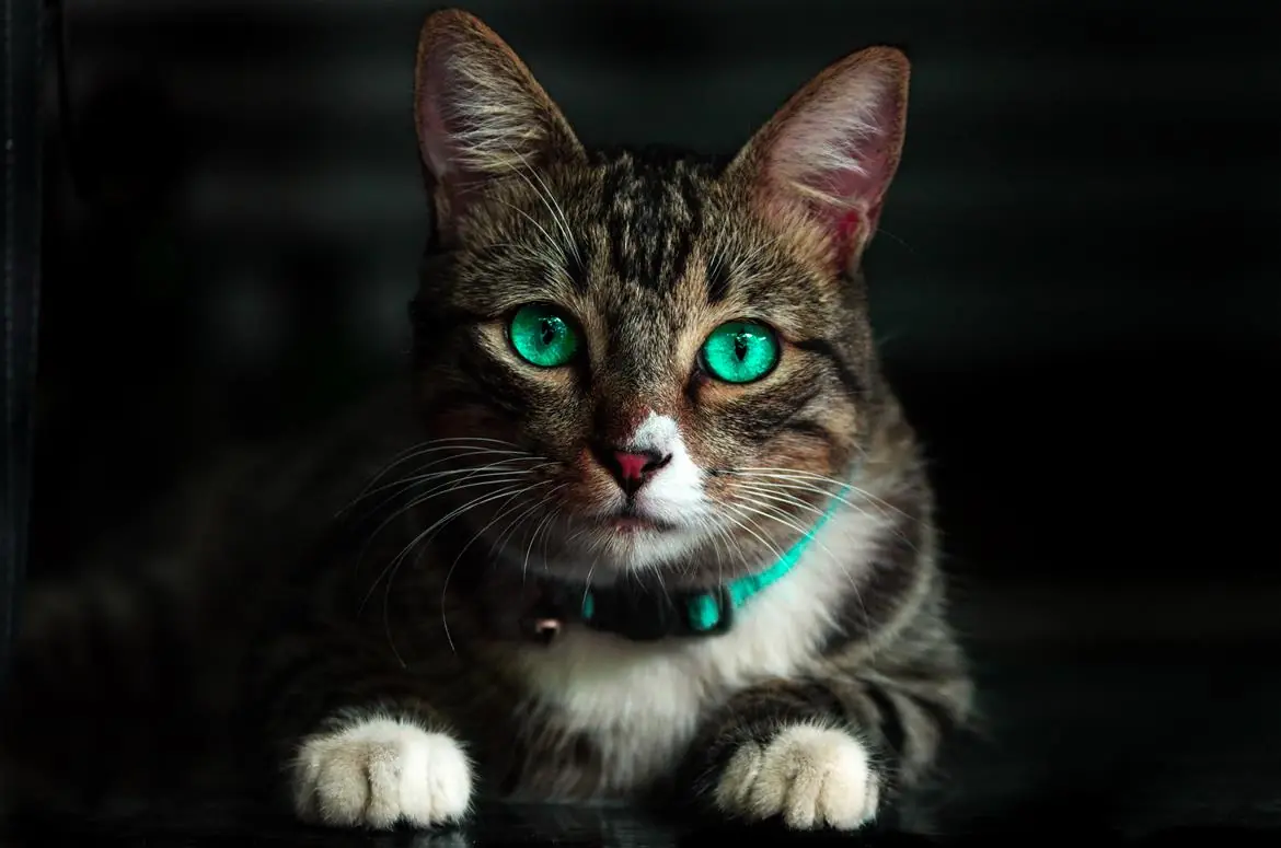 Quel mago del mio gatto!