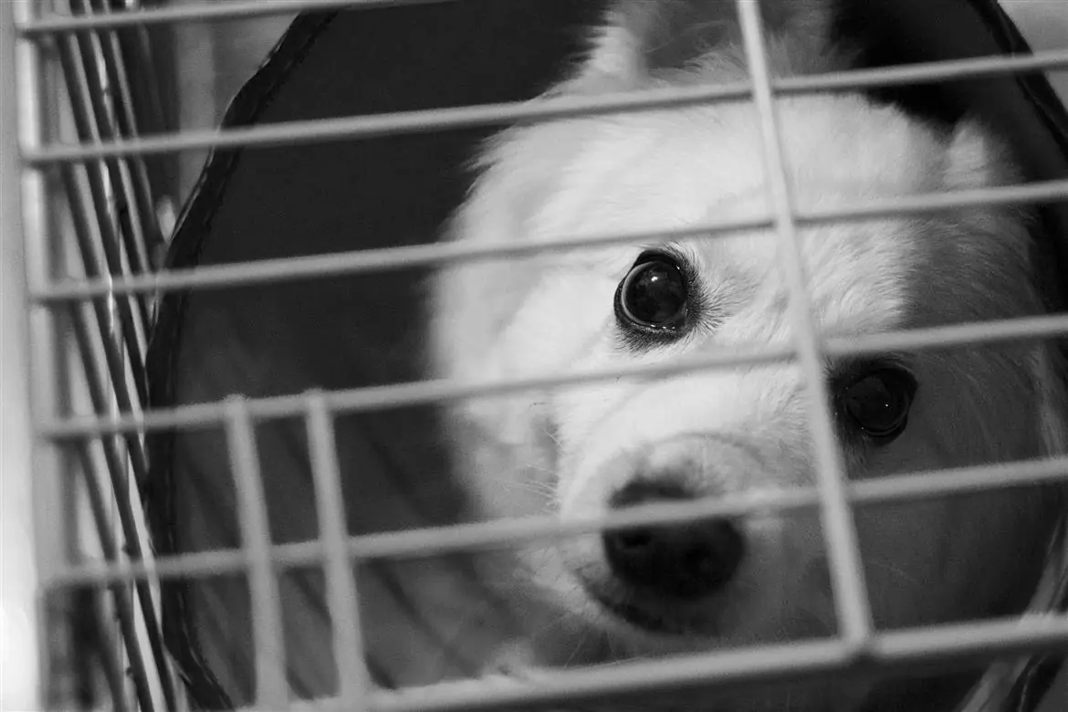Il cane vola per tutti gli Usa. La storia