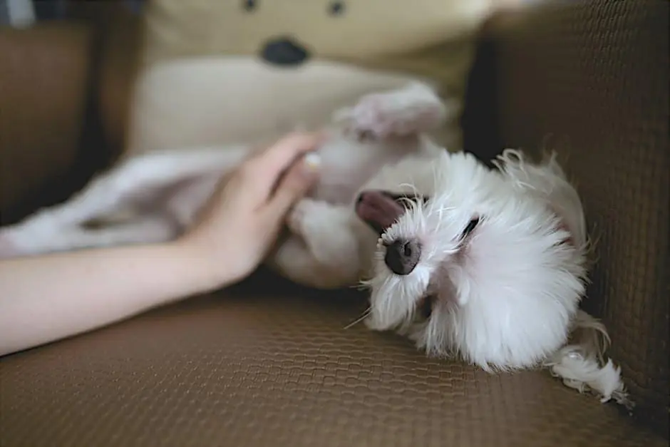 Italia, gli animali domestici vivono in salute