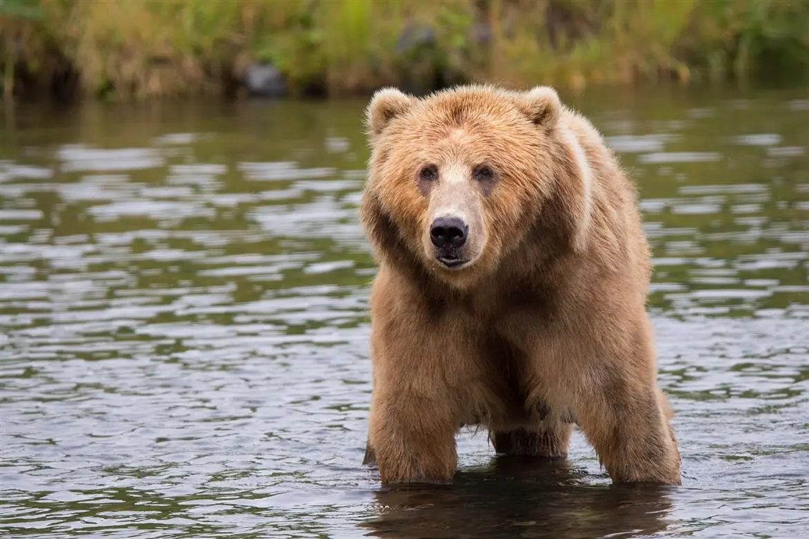 Orso fuori dalla porta di casa