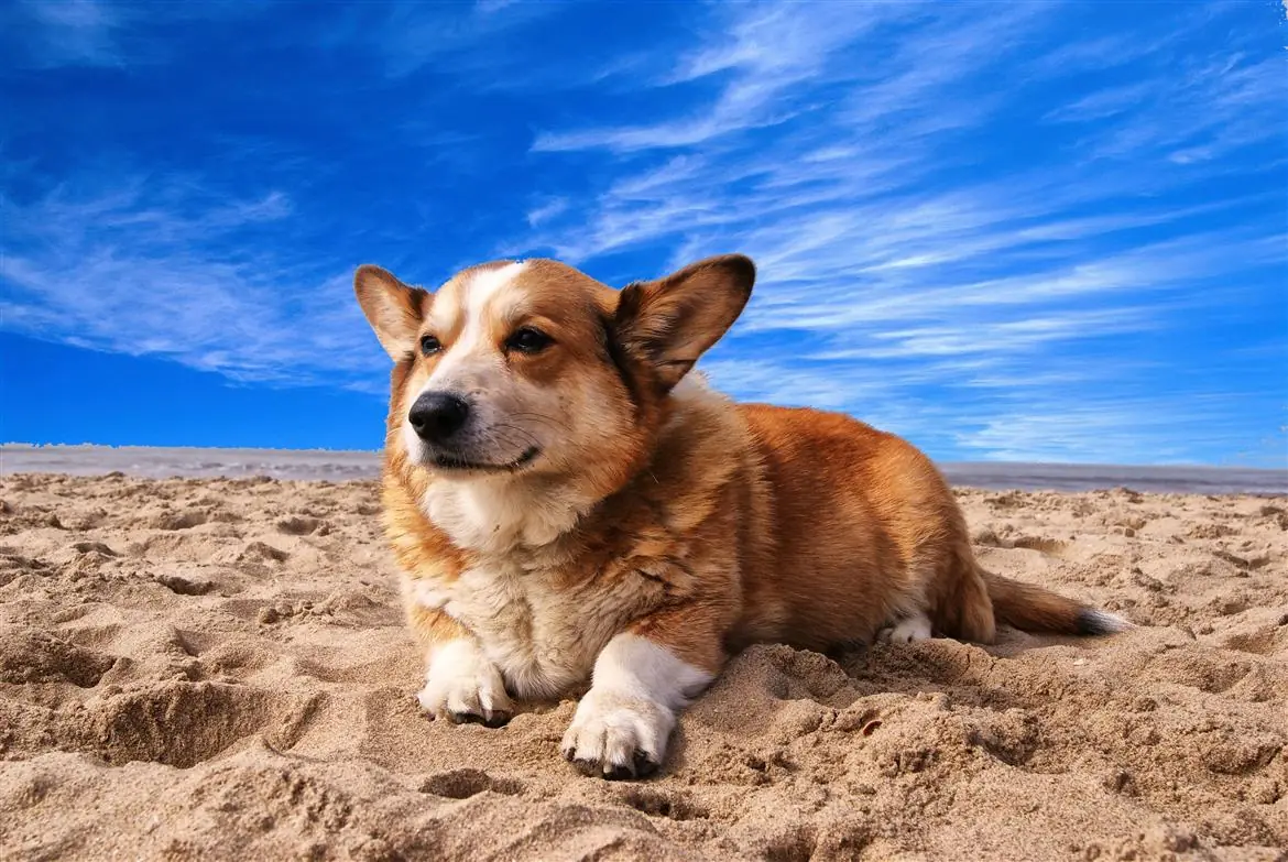 A Rimini la pappa del cane arriva sotto l’ombrellone