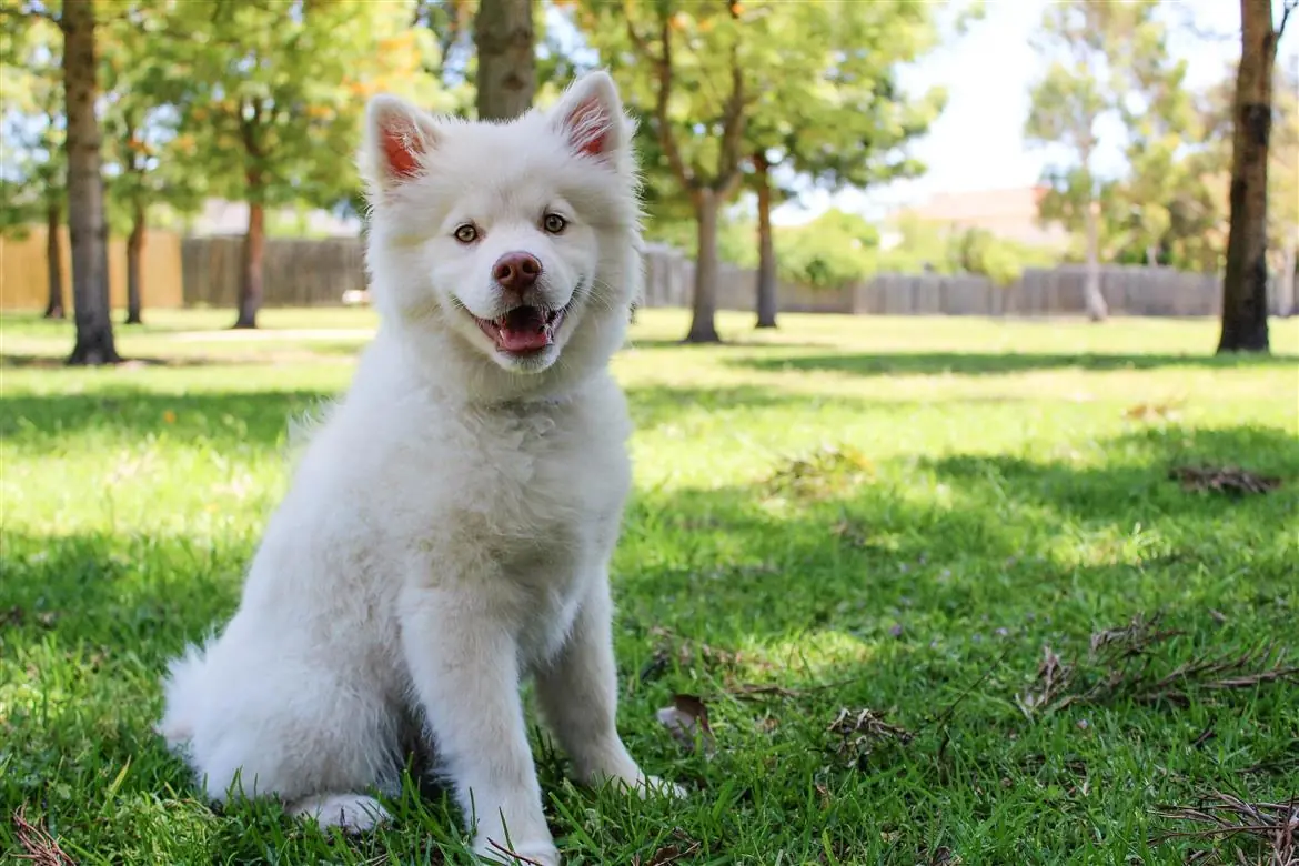 Il cane più bello del mondo è piemontese