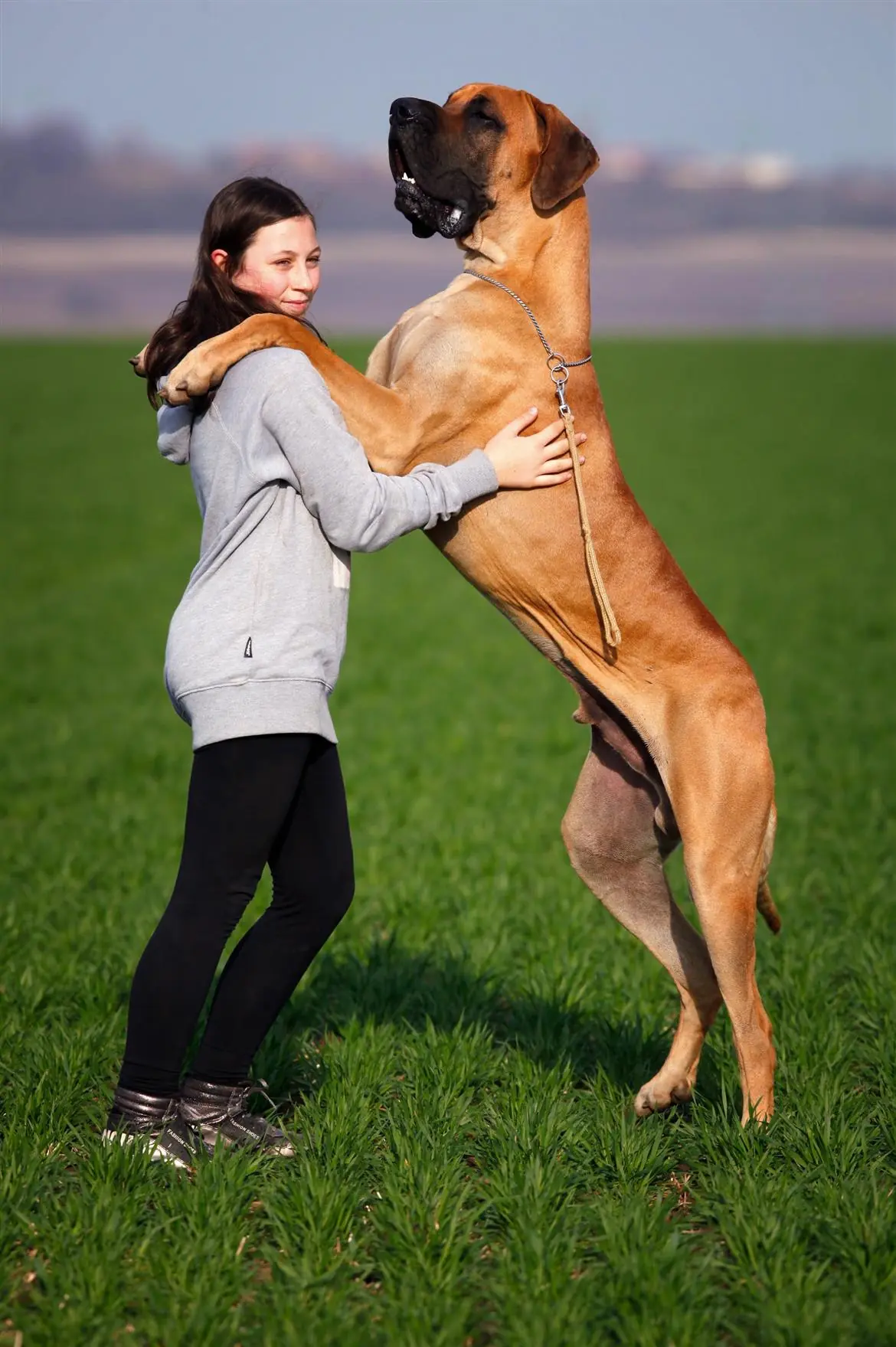 Abu, il cane più grande del Regno Unito