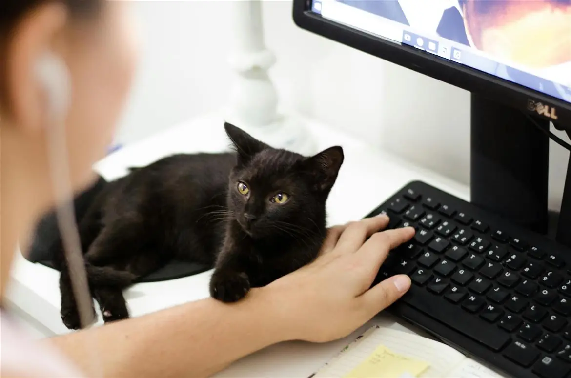 Ecco perché si sdraiano sul pc