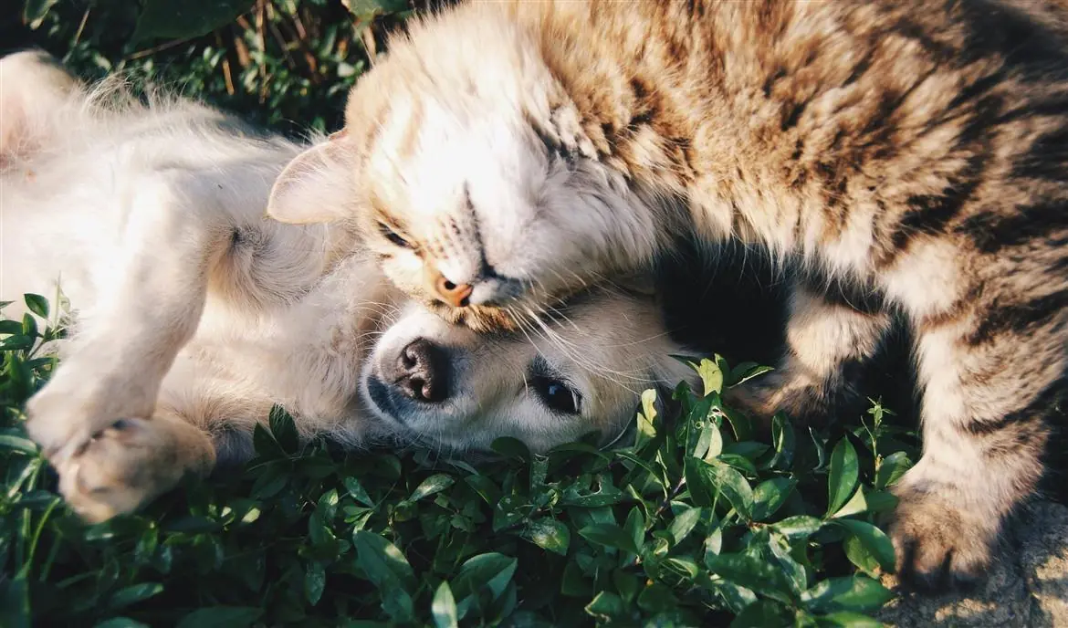 Cani e gatti, amici per il pelo