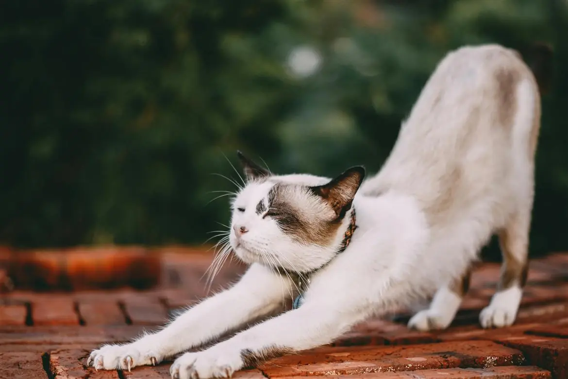 Guinzaglio per i gatti, i consigli