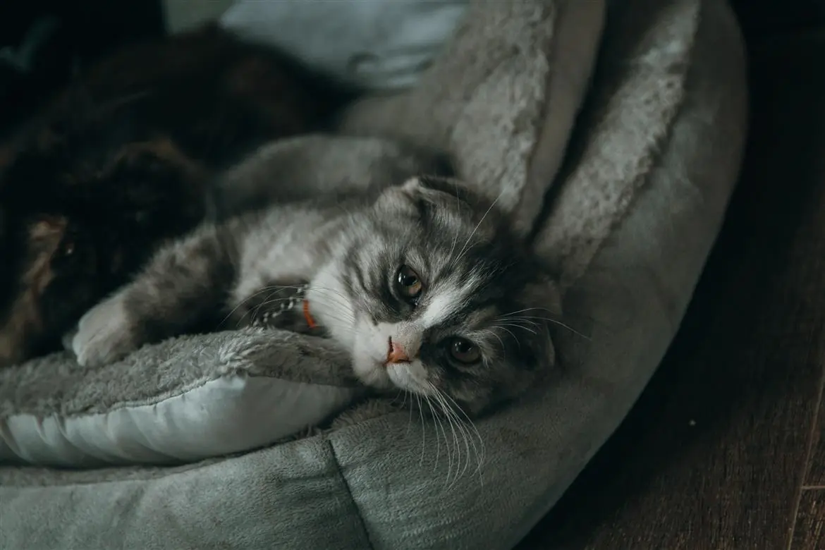 Cinque coltellate alla moglie per un litigio sul gatto