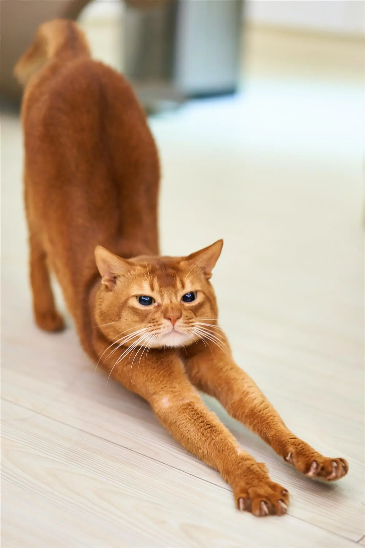 Rilassarsi con il gatto
