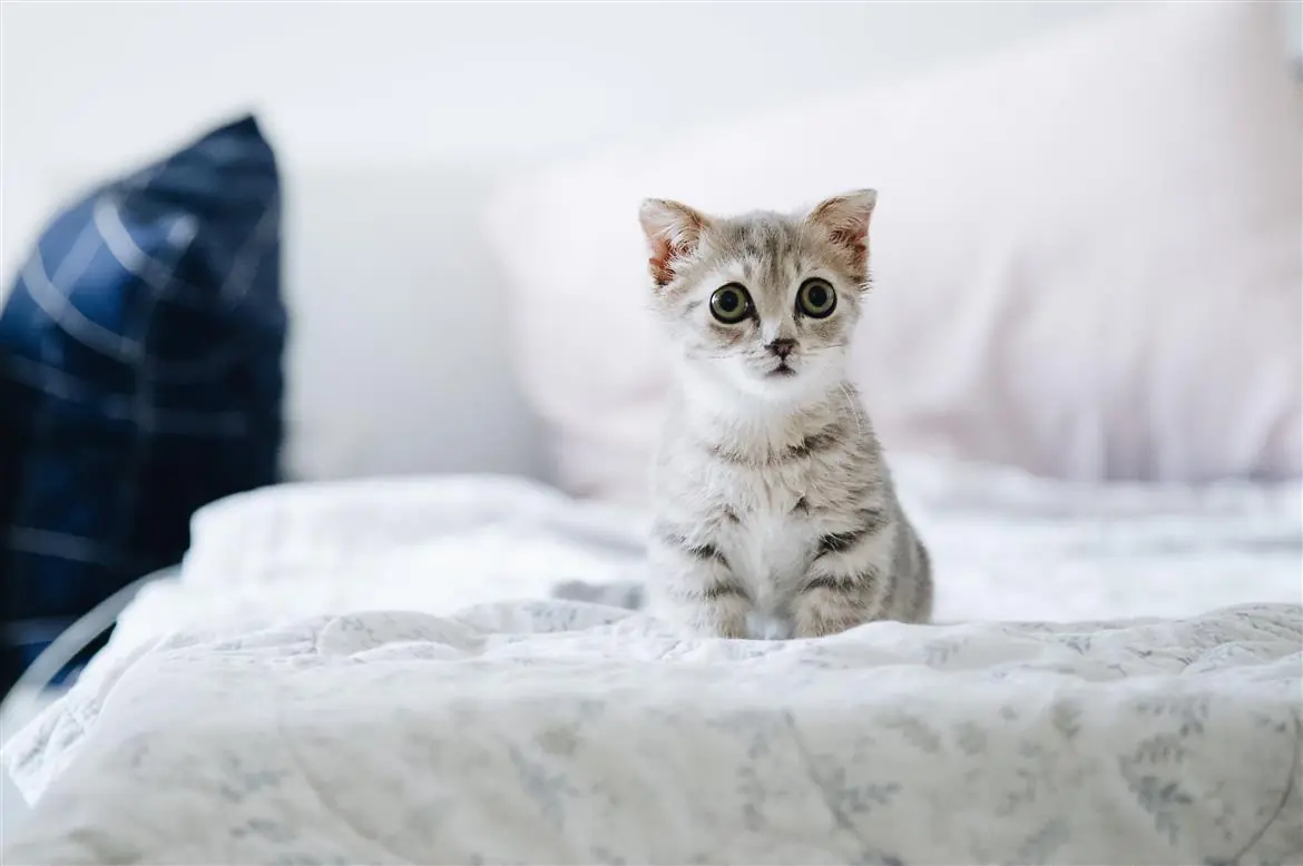 Picchia la compagna e minaccia di ucciderle il gatto