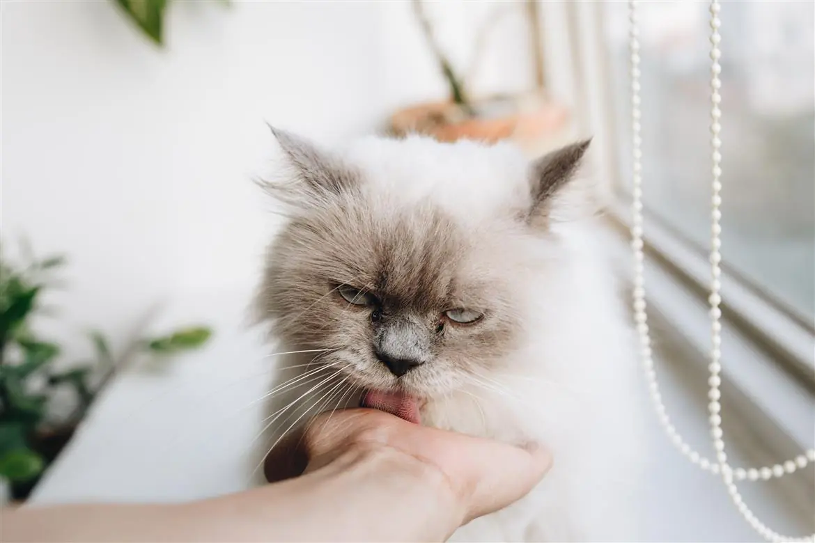 Scopri come far felice il tuo gatto
