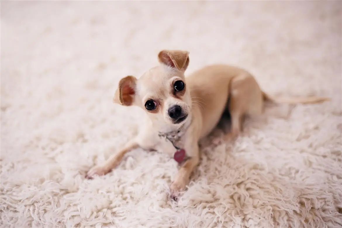 Dog sitter fa sopprimere il cane. Il caso