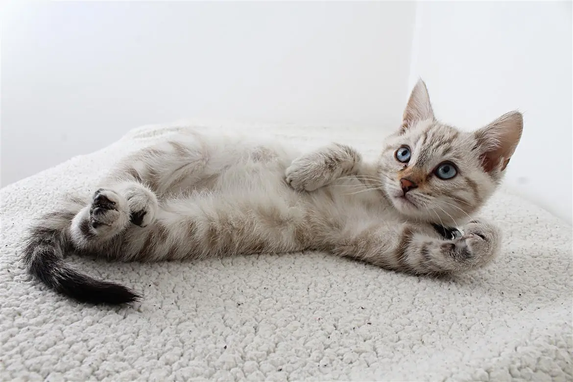 Non tutti i gatti hanno la stessa voce