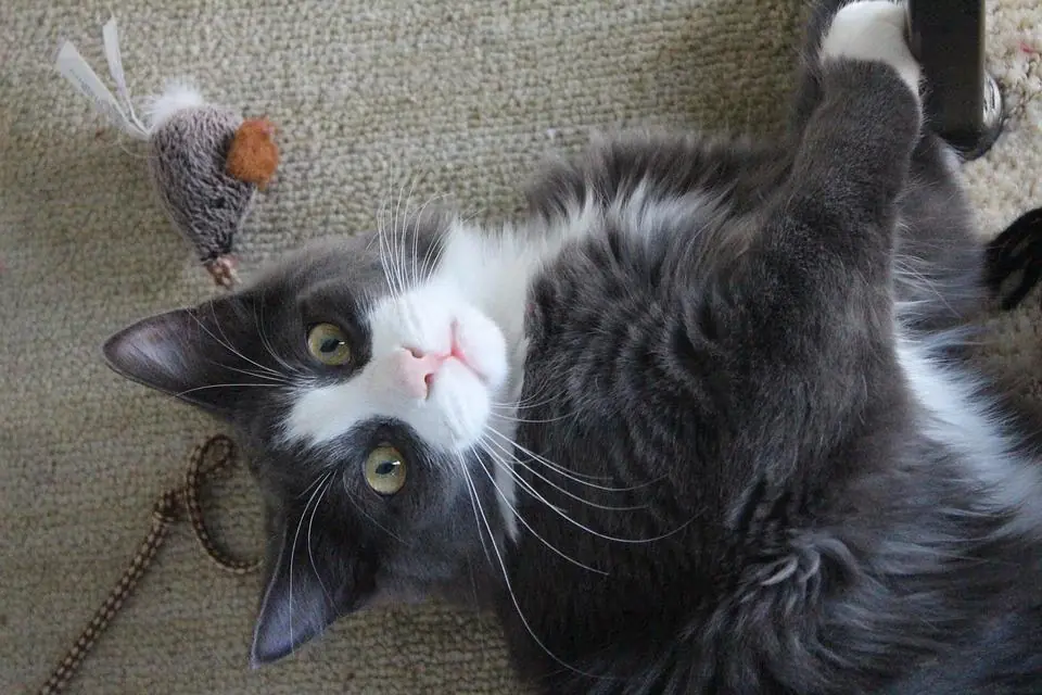 La casa a misura di gatto: scopriamola!