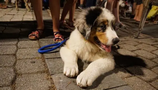 Dog pride, esperienza unica