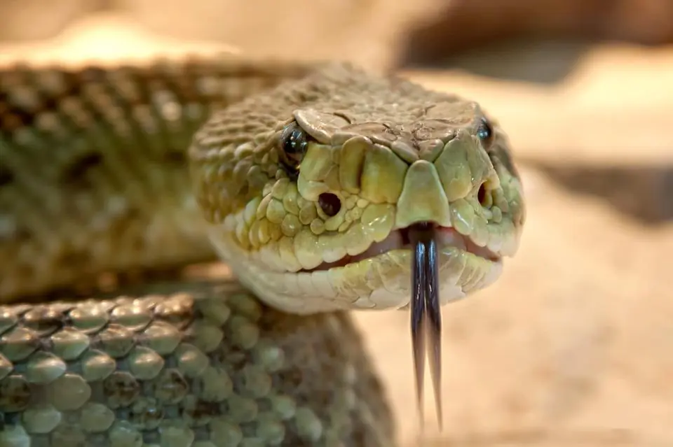 I serpenti sono intelligentissimi