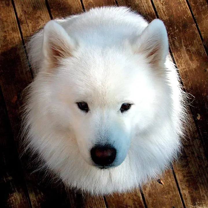 Cucce per cani che amano il design