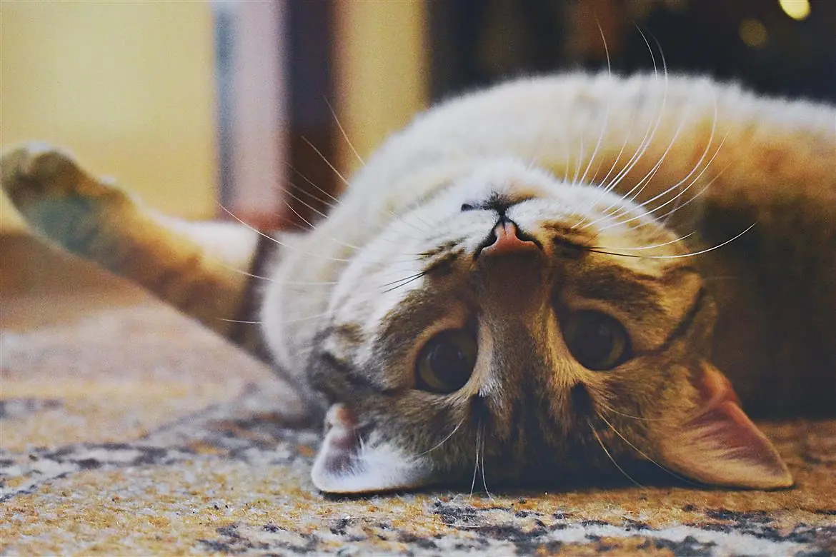 Giornata del gatto