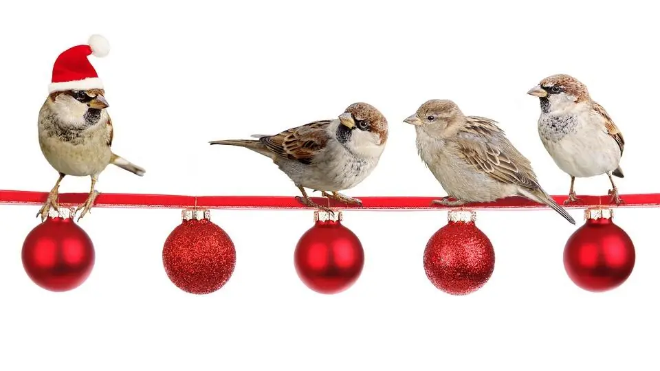 Buon Natale a tutti dai nostri amici pet